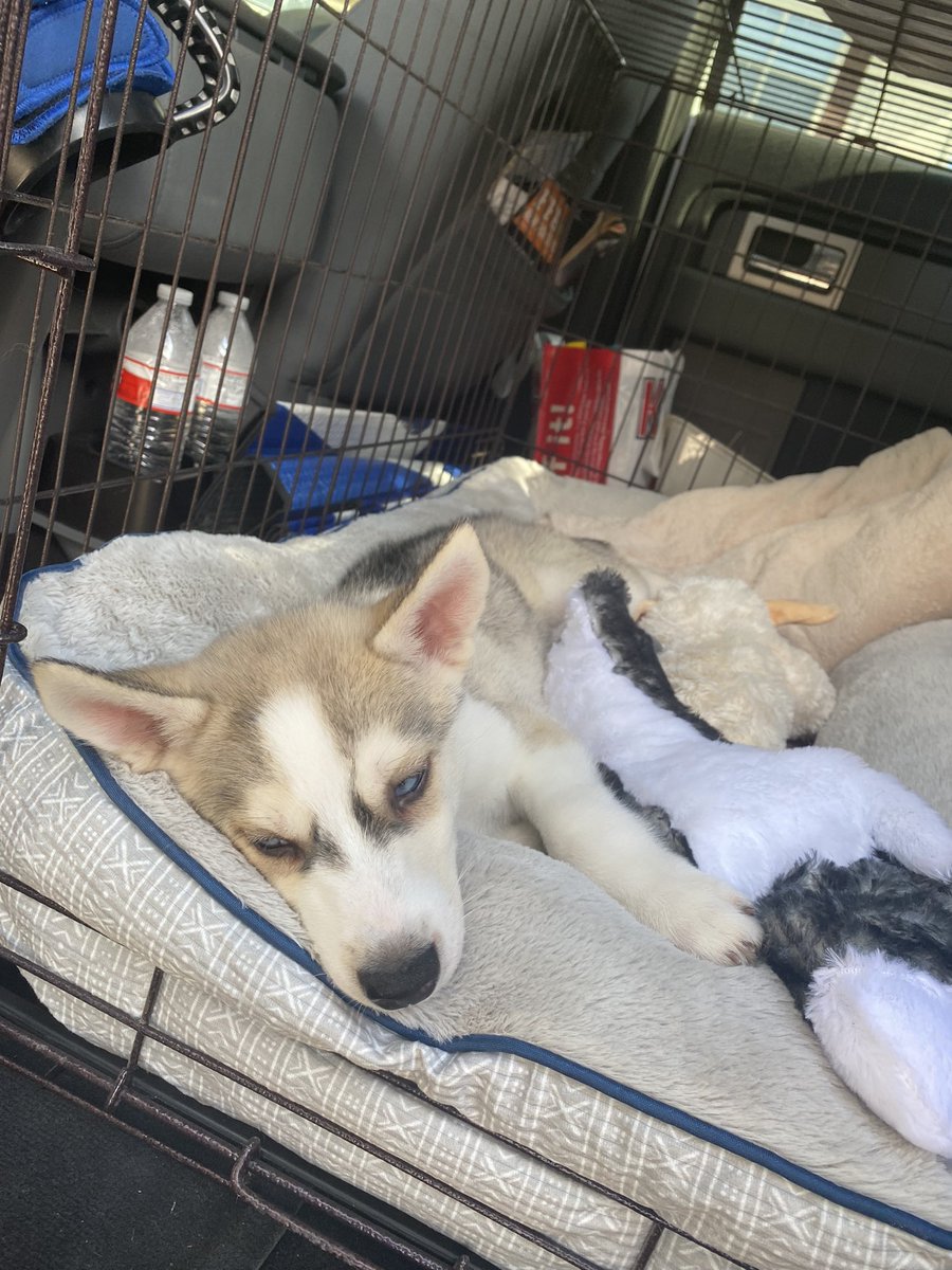 RyanRL97's tweet image. Got this little fella today, welcome home Ryker :)