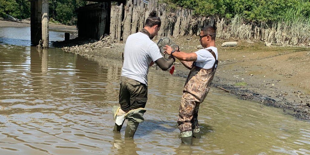 Shout out to our awesome <a href="/WDVA/">WA Veterans Affairs</a> Veteran Conservation Corps interns Antonio and Jonathan, getting firsthand experience in observing and trapping invasive European green crab in Salish Sea hotspots.

Thank you to VCC coord. Kim Pham for checking out their field work! <a href="/NOAA/">NOAA</a>