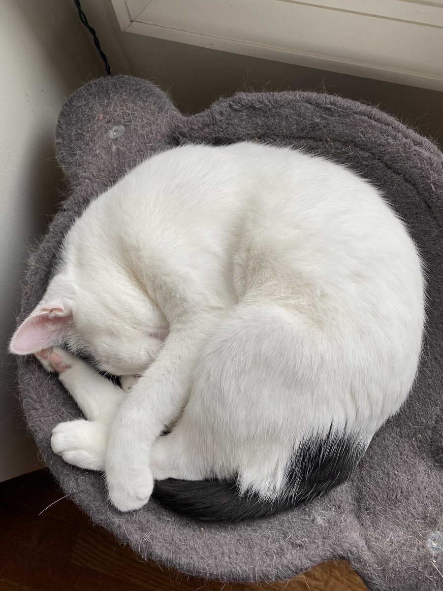 JennaMC_Laugh's tweet photo. @catsofnpr This boy too!!! https://t.co/8KDTWwqGAK