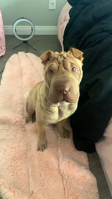 Winnie is not approving of me taking hoe ass pictures rn :/ https://t.co/YMNRtiSoa1<a href="/tag/onlyfans"class="tags"><span>#onlyfans</span></a>