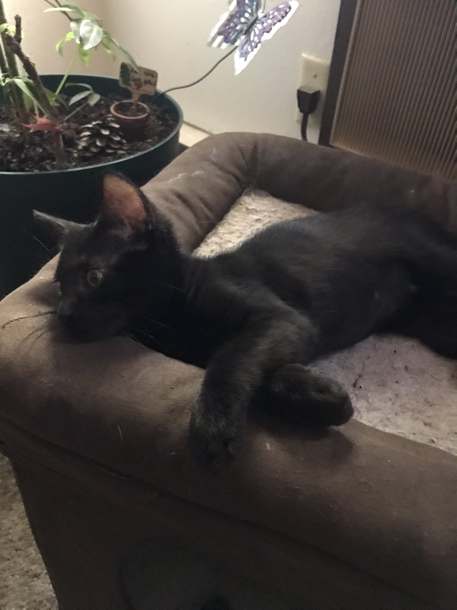 SimonFluffyBoy's tweet photo. We got a new family member! Her name is Lizzy and she’s so cute and tiny!😻❤️ #CatsOfTwitter #kitten https://t.co/S4macX3YaH