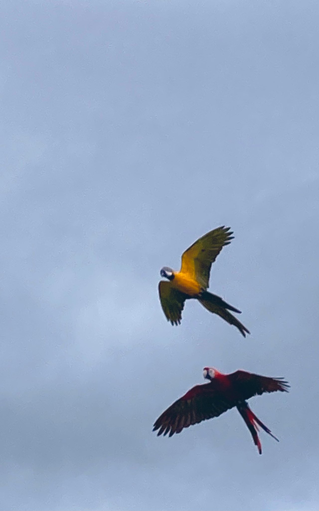 グリーンネックレス 今日はあいにくの雨だったので雨でも楽しめる神戸動物王国に行きました ほかの動物園では見られないような珍しい 動物も多く 見て触れ合って楽しい時間を過ごせました 障害者グループホーム 神戸動物王国 T Co O2eazqq7ps グリーンネックレス 今日はあいにくの雨だったので雨でも楽しめる神戸動物王国に行きました ほかの動物園では見られないような珍しい 動物も多く 見て触れ合って楽しい時間を過ごせました 障害者グループホーム 神戸動物王国 T Co O2eazqq7ps
