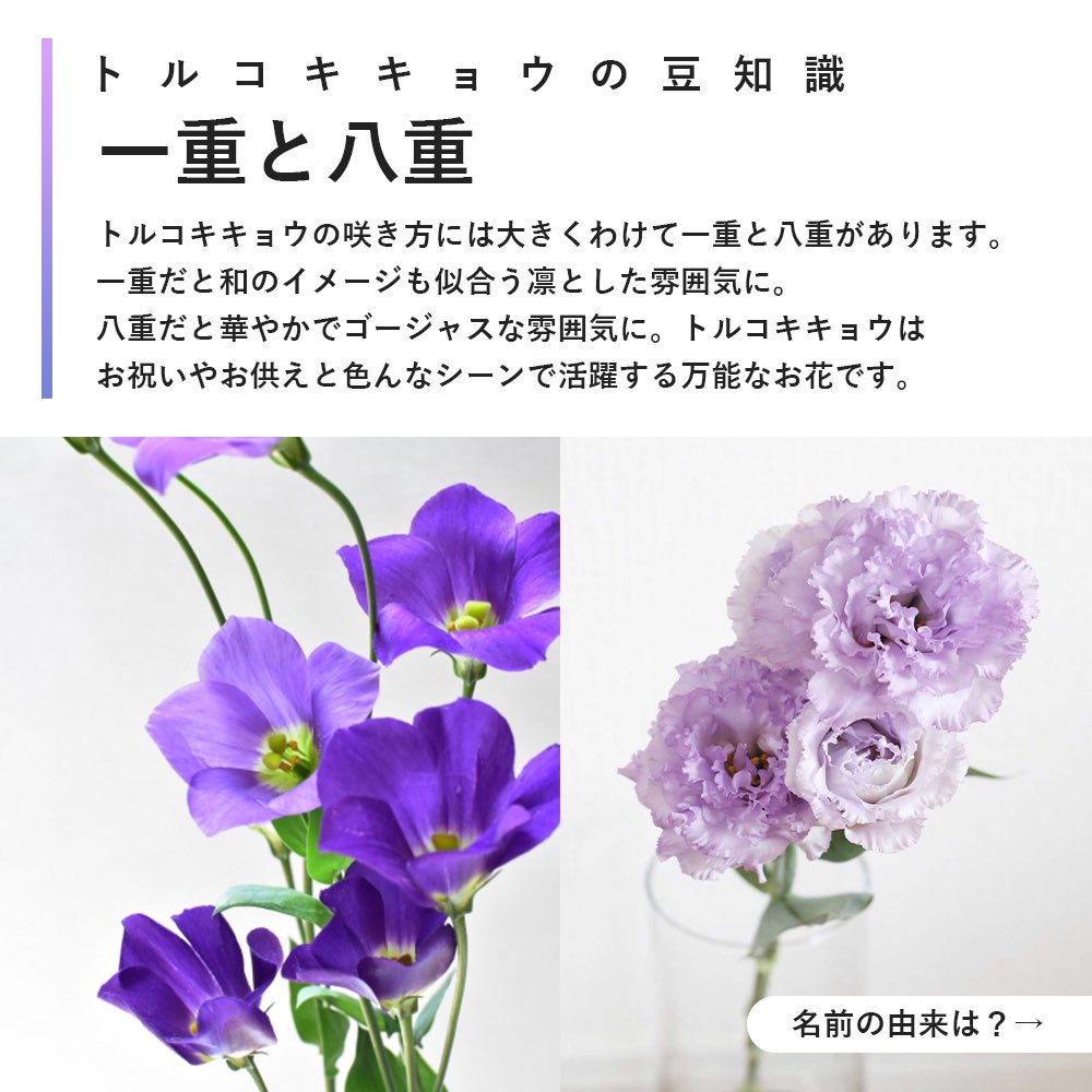 花キューピット I879 Com 公式 コラボキャンペーン開催中 V Twitter 8月の誕生花トルコキキョウの豆知識 名前の由来 知っていましたか 名前の由来や特徴を知ると お花を選ぶのが楽しくなりますよね T Co D15jgw5b Twitter 花キューピット I879 Com 公式 コラボキャンペーン開催中 V Twitter 8月の誕生花トルコキキョウの豆知識 名前の由来 知っていましたか 名前の由来や特徴を知ると お花を選ぶのが楽しくなりますよね T Co D15jgw5b Twitter
