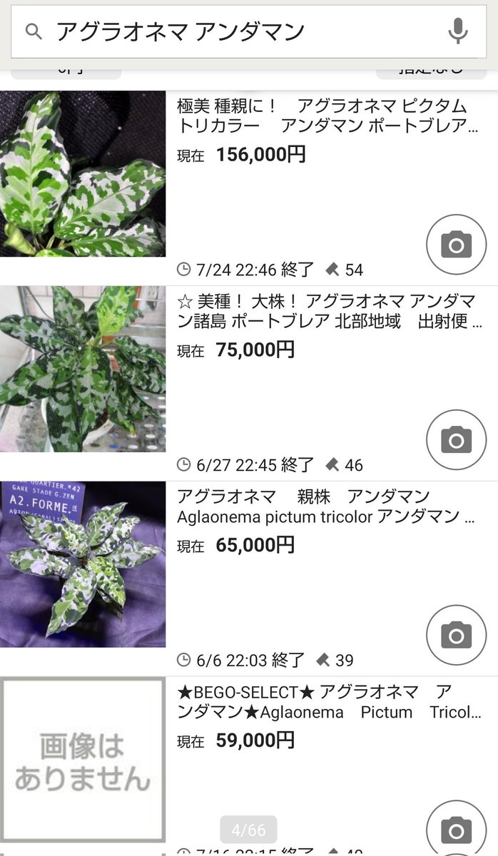観葉植物投資 بحث في تويتر 観葉植物投資 بحث في تويتر