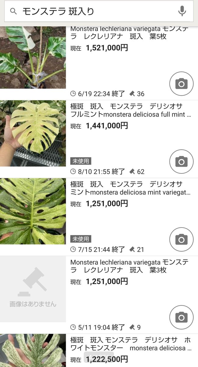 観葉植物投資 بحث في تويتر 観葉植物投資 بحث في تويتر