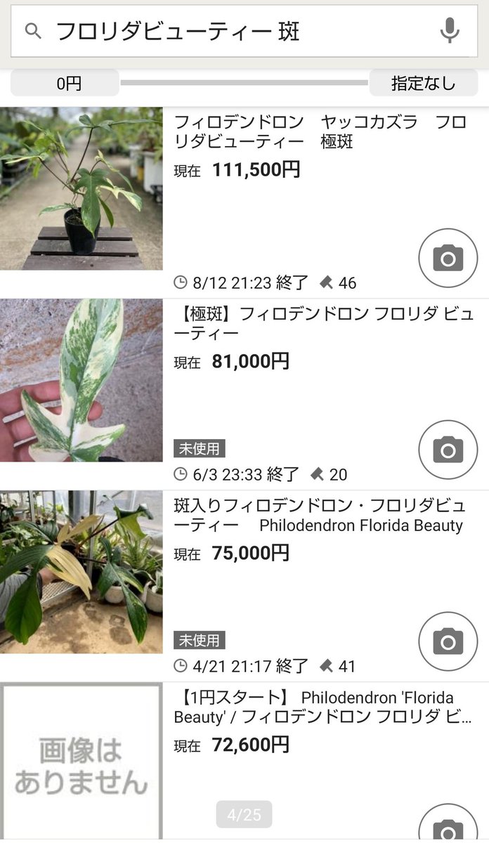観葉植物投資 بحث في تويتر 観葉植物投資 بحث في تويتر