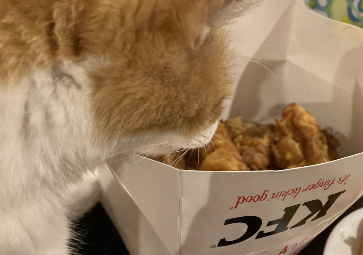 要 猫歴7年目 Shimarepo Twitter 要 猫歴7年目 Shimarepo Twitter