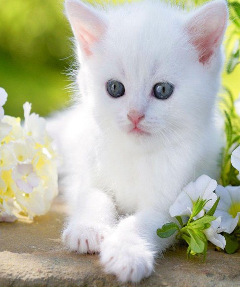 I got 118 kill game almost double nuke and a cute cat.