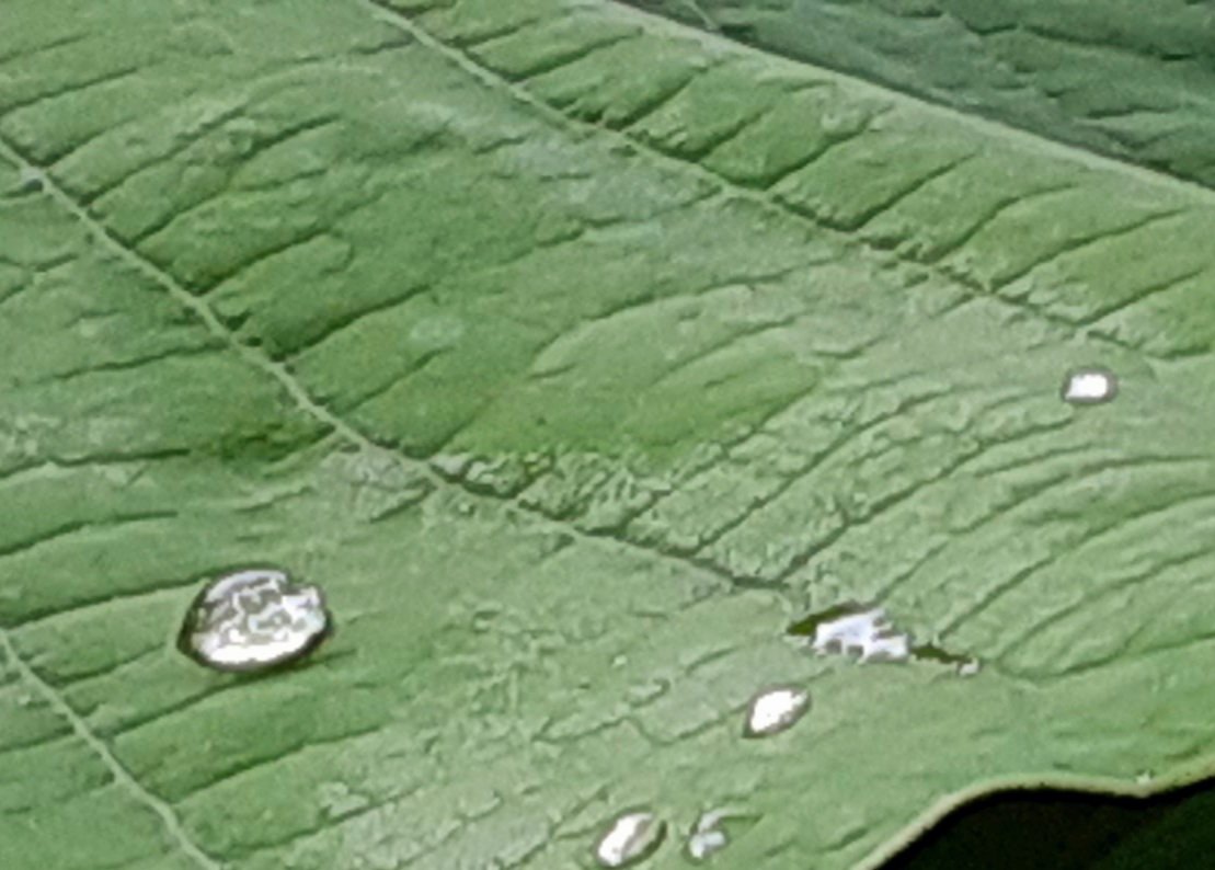 midnightlilies's tweet image. More #foliagefriday 
#Friday #funandfrolic @foliagefriday #livingontheedge!😊
Another #BigLeafMagnolia #Tree #Leaf pic w/ ☔💧
A 🆒️ #FridayThought after another harrowing #heatwave
Thank God for shade giving #trees, which we could use more of, given our #planet's #ClimateCrisis