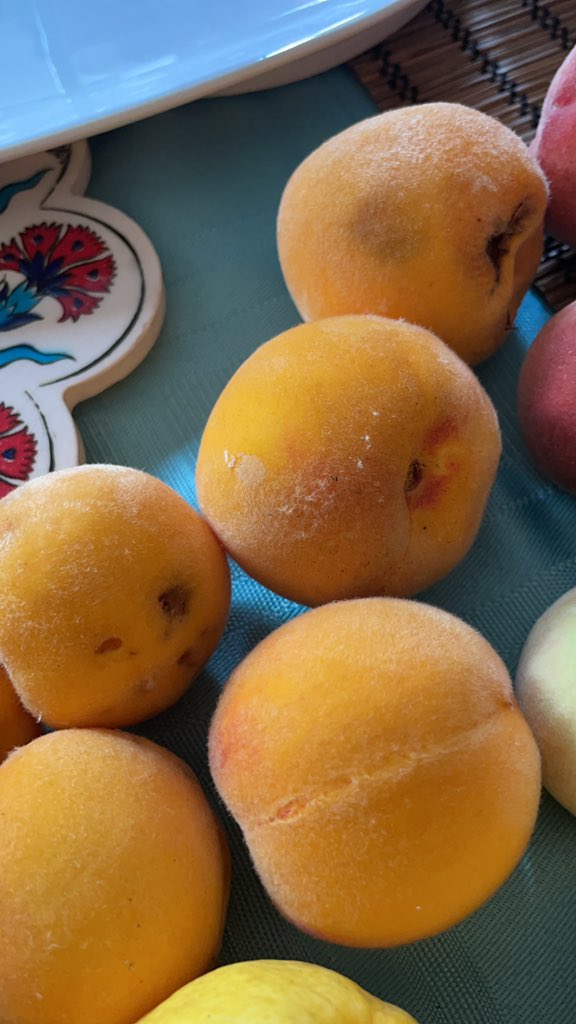 RanKay2011's tweet photo. @DeeptaNagpal recommended I eat more local foods and so peach protein smoothies are oatmeal topped with chopped peaches are what I’m currently indulging on for breakfast 🍑 😊😋 #backyardtotable #eatlocal #foodguru #gardengrown https://t.co/nu4EGrXlbJ