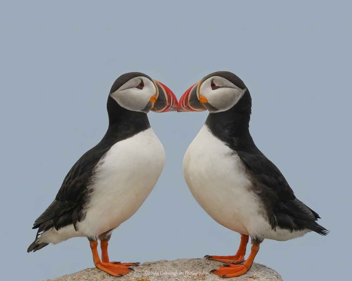MagazineofMaine's tweet photo. Staff photographer Benjamin Williamson just added a few more photos to his #BensPicks list, including this image photographed by Linda Cunningham. See them all here. ➡️ https://t.co/ittstiQOHD https://t.co/pGO5ynVgun