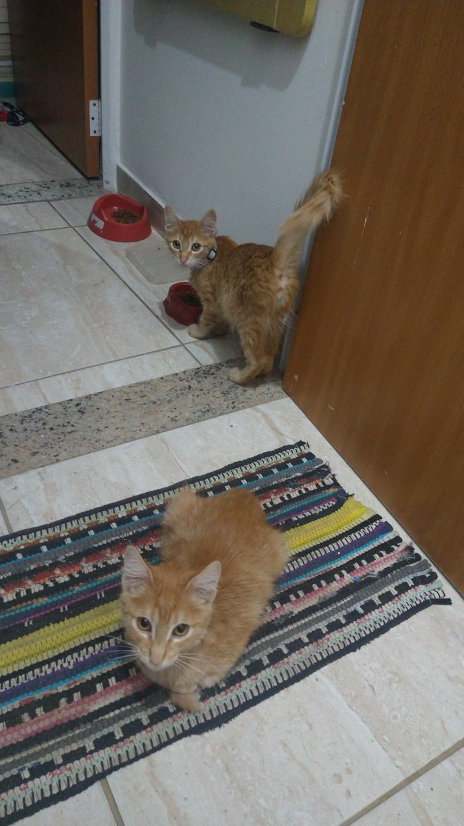 astriders_'s tweet photo. @NetflixBrasil Não são pretos não, mais são os amores da minha vida 😍🐈❤️ https://t.co/X723DxKGT1