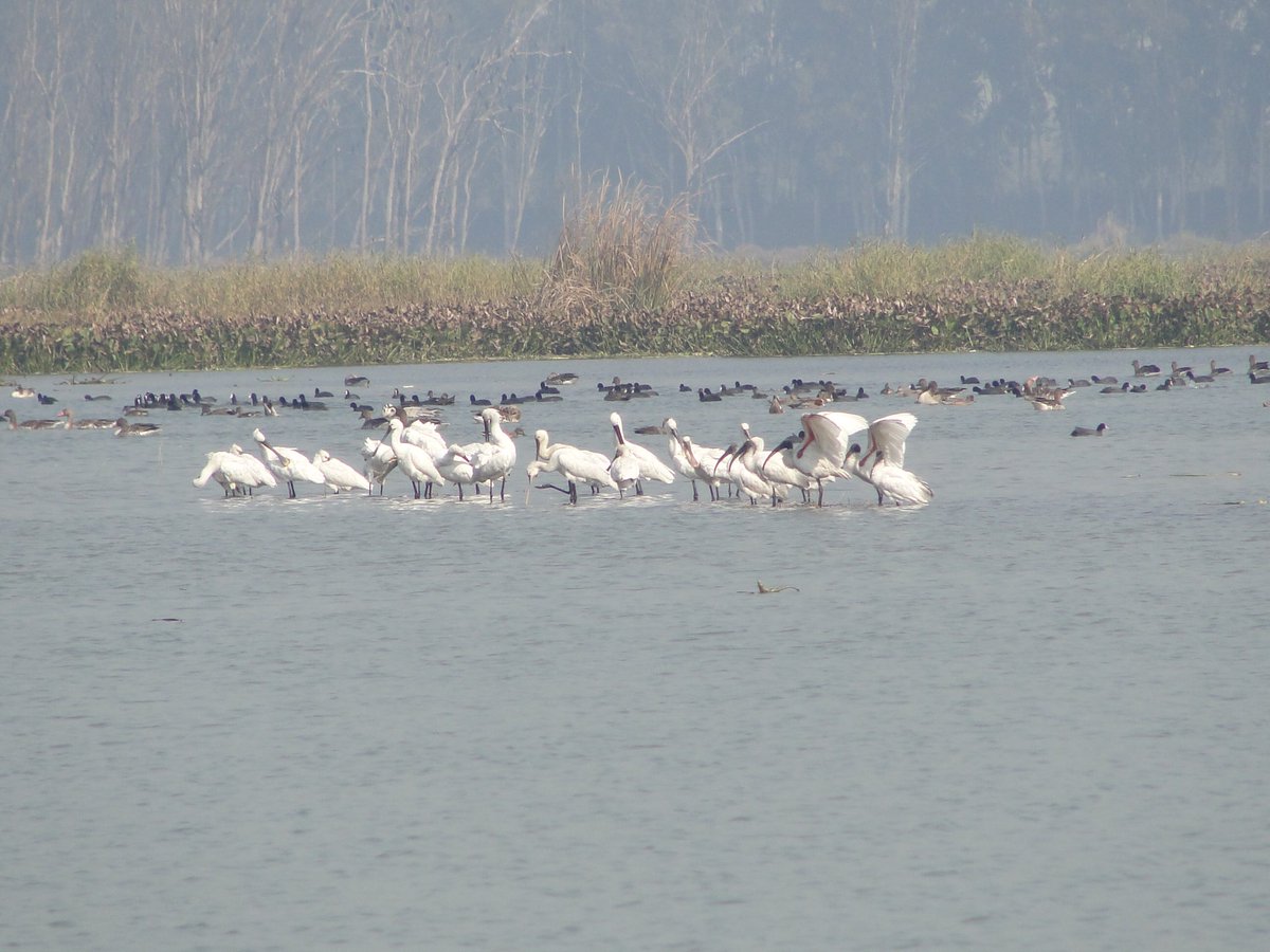moefcc's tweet photo. Four more sites in India get declared as #Ramsar sites. These are Thol and Wadhwana from #Gujarat and Sultanpur and Bhindawas from #Haryana. With this, the number of Ramsar sites in India is 46 and the surface area covered by these sites is now 1,083,322 hectares. https://t.co/D3acr9MNZd