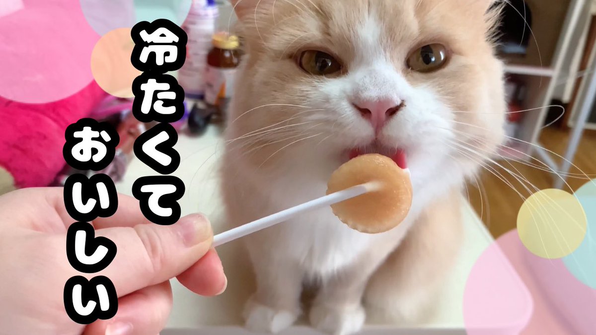 Lionel0922's tweet photo. YouTube・Instagram・tiktokも投稿中♡
かわいいと癒しを毎日ゆるーくお届け中です✨
↓ぜひ1度遊びに来てください🙃↓

https://t.co/suAcvdqmDt

リンクまとめました♡
もし気に入って頂けたらフォローやチャンネル登録よろしくお願いします！

#猫
#ねこ
#cat
#猫好きさんと繋がりたい 
#猫動画 https://t.co/5t2NTXp7CZ