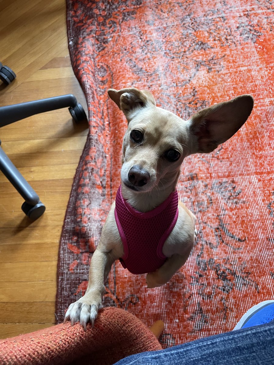 Rachel Grady tweet media