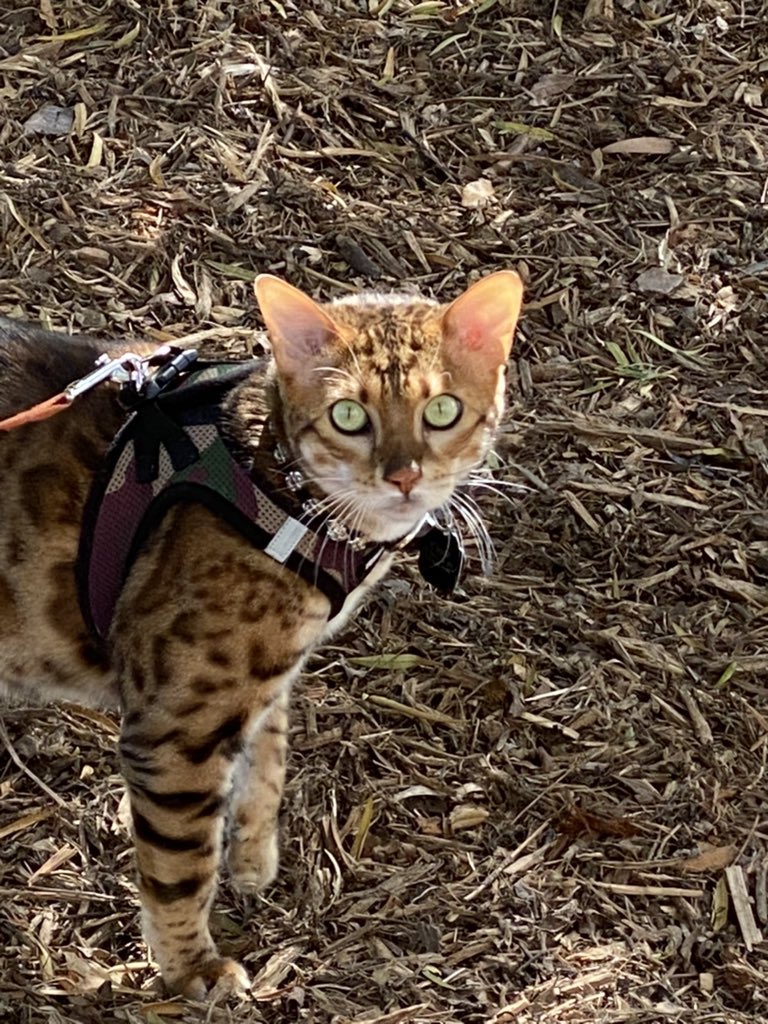 metpet walking jacket