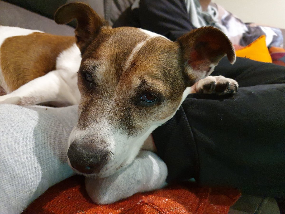 jayem3003's tweet photo. @DavidCampbell73 Hello from Lucy https://t.co/FPgIN5UU01