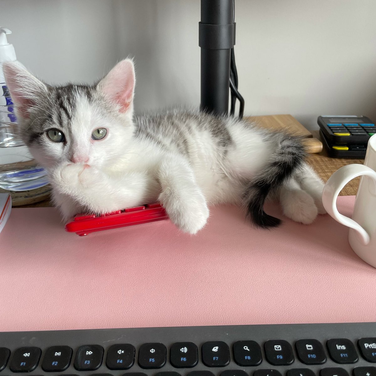 May Music Limited tweet media