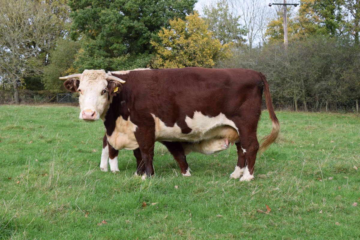 PastureForLife's tweet image. “Ruminants are part of the carbon cycle: For every atom of carbon they emit... an atom of carbon has been removed from the atmosphere by the photosynthesising plant, prior to being eaten.&apos; Thanks to @TommyVarden #PFLA member. 100% #Pasturefed #itsnotthecowitsthehow #IPCCreport