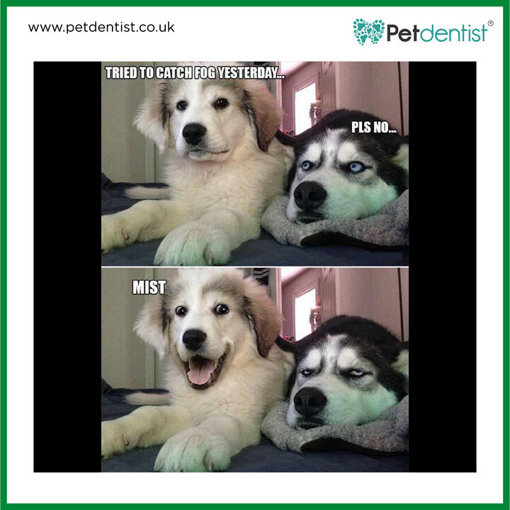 This dog seems to be fed up of the other dog's stupidity. 😅
.
.
.
#petdentist #petmemesdaily #petmeme #dogmeme #dogmemesdaily #memedogs #doggos #crazydog #dogsarethebest #dogjokes #funnydog #funnydogs #dosareawesome #oralhygeine #dentalcare #petcareroutin