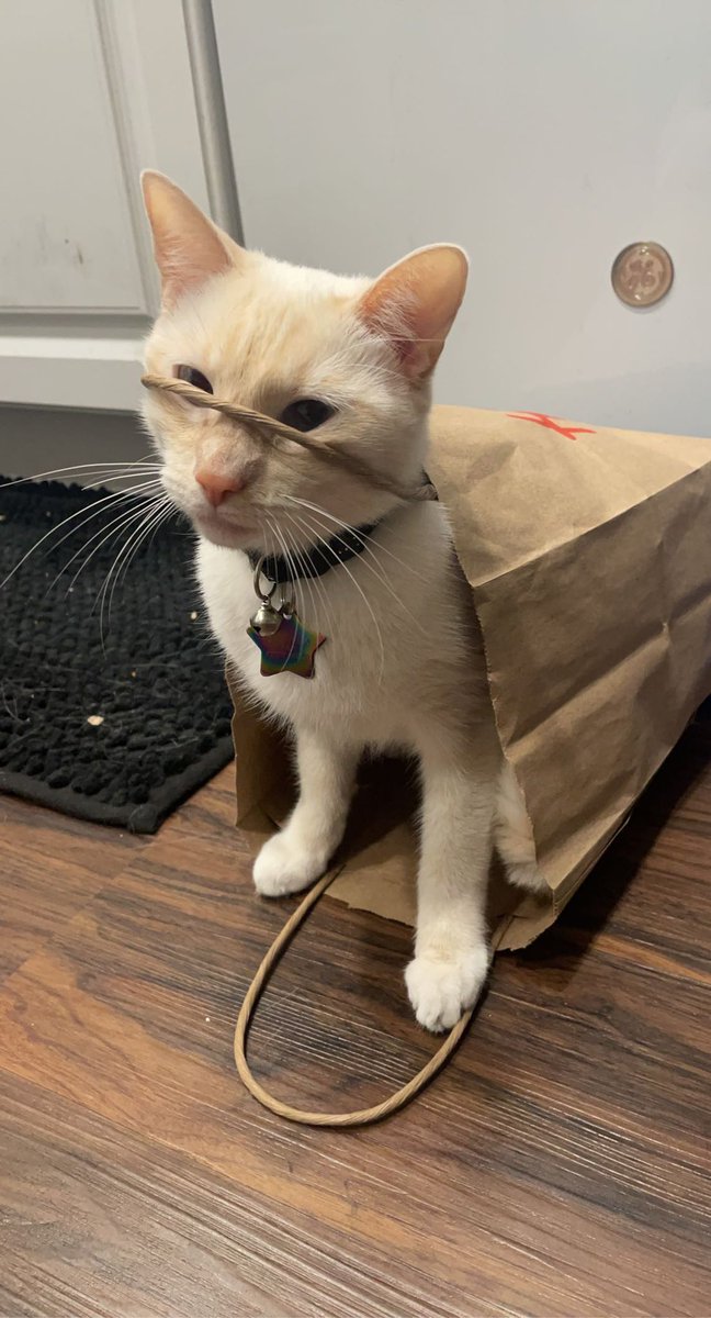 MegaMilotic's tweet image. No context, just Swanthula being iconic ✨