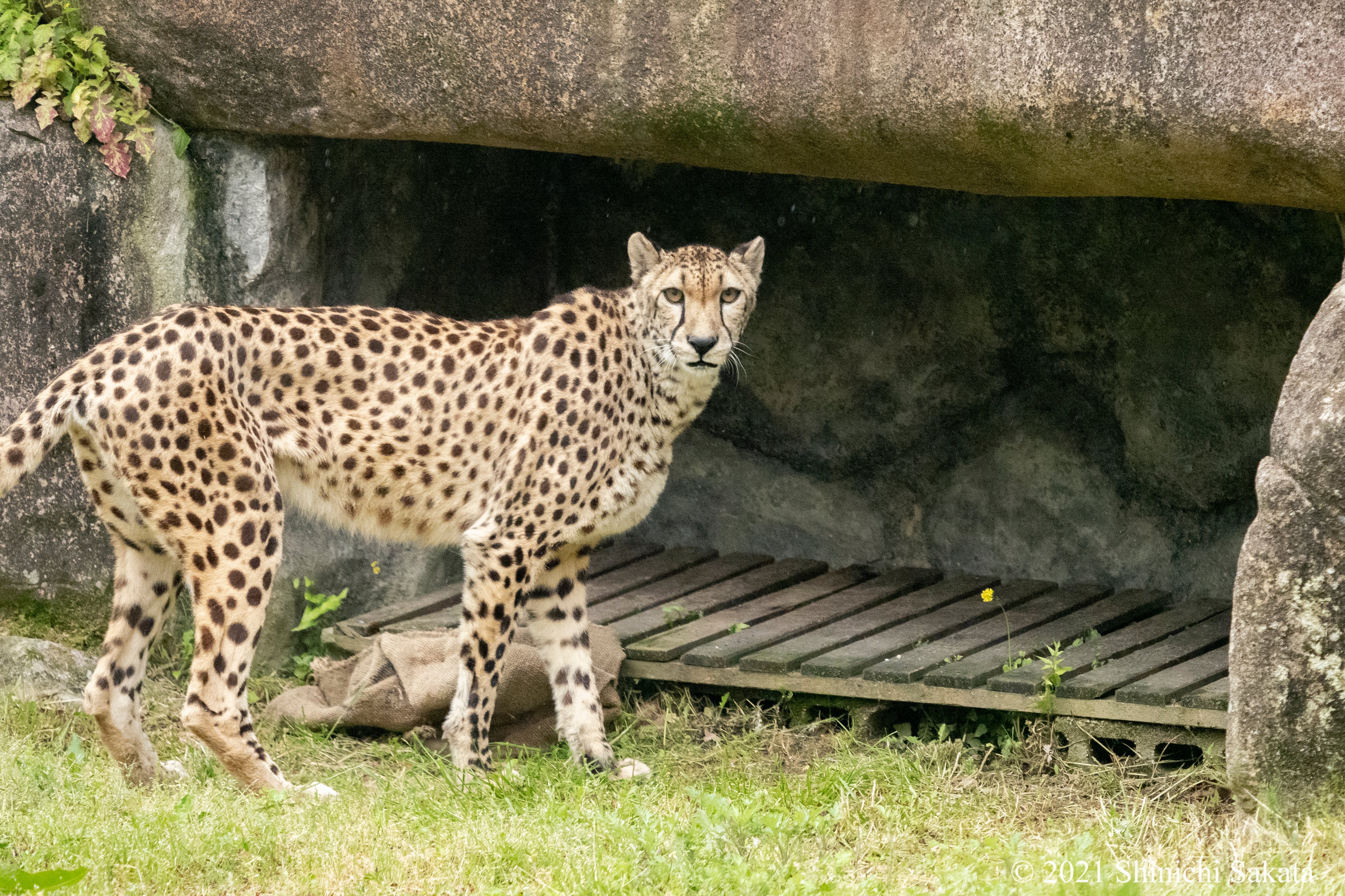 動物園写真家 阪田真一 サカタシンイチ 広島市安佐動物園のチーターさん 小雨が降ったりやんだり 今日は麻袋を咥えてピクニックかな 小雨が降るから屋根のある所で落ち着いたようです 広島市安佐動物園 チーター 動物園写真家 T Co