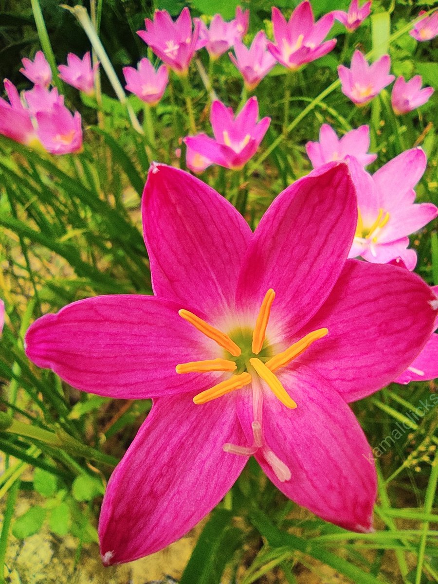 jenakamalakant's tweet photo. Zephyranthes minuta 
#morningvibes
#Note9pro https://t.co/77BufSXno0