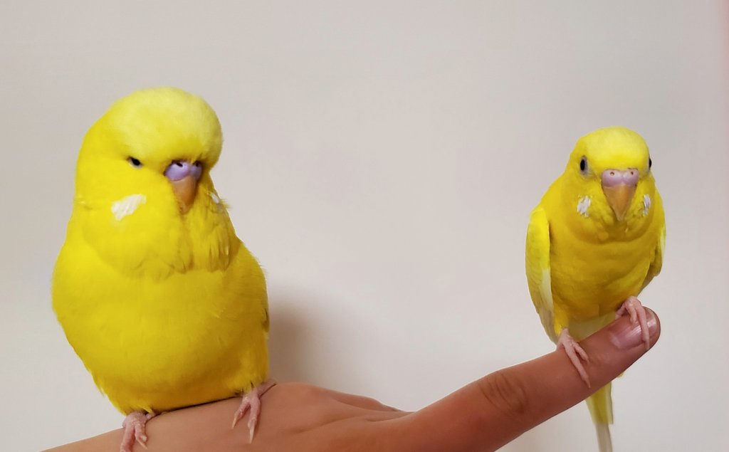 ぺーちゃん ジャンボセキセイインコとセキセイインコの比較 T Co Mcyjahbopf Twitter