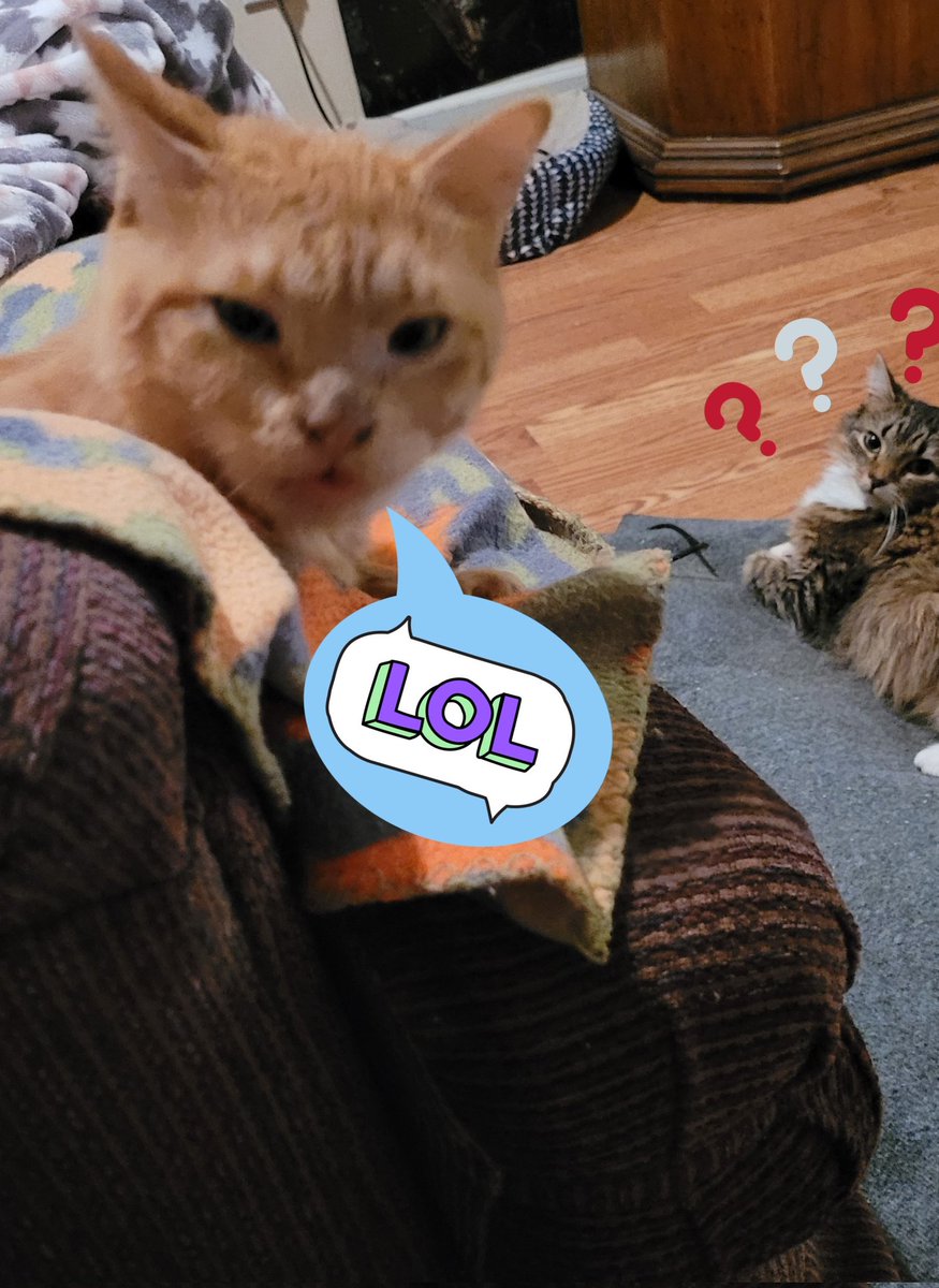 lynnslagle42's tweet photo. We are going to bed now. Mommy told me she loved me, I stuck my tongue out at her and she laughed! So goodnight Twitter and until the morrow.May your dreams be sweet and happy #cerebellarhypoplasia #chkitty #chlove #wobblykitty #sweetdreams #givinmommyraspberies #bedtimenow https://t.co/jphvAEmiQc