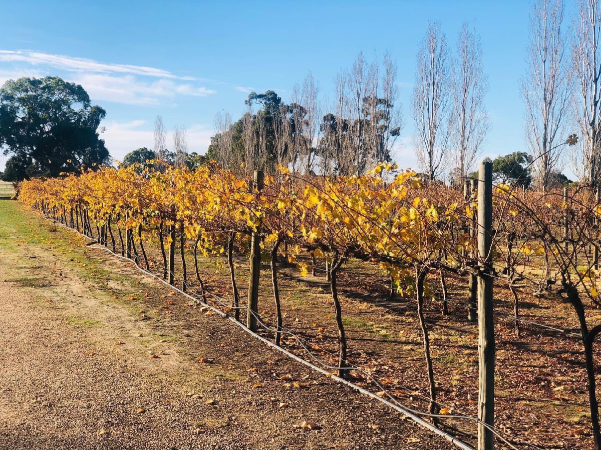 AffordableCS's tweet image. Nice day ahead #tenafeatecreekwines #winery #onthreehill #affordablechauffeurs #affordablewinetours