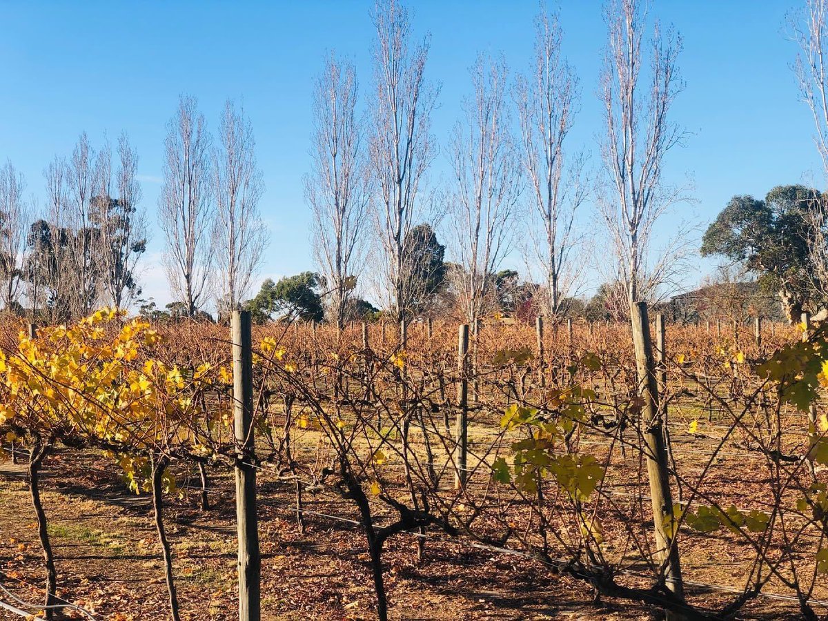 AffordableCS's tweet image. Nice day ahead #tenafeatecreekwines #winery #onthreehill #affordablechauffeurs #affordablewinetours