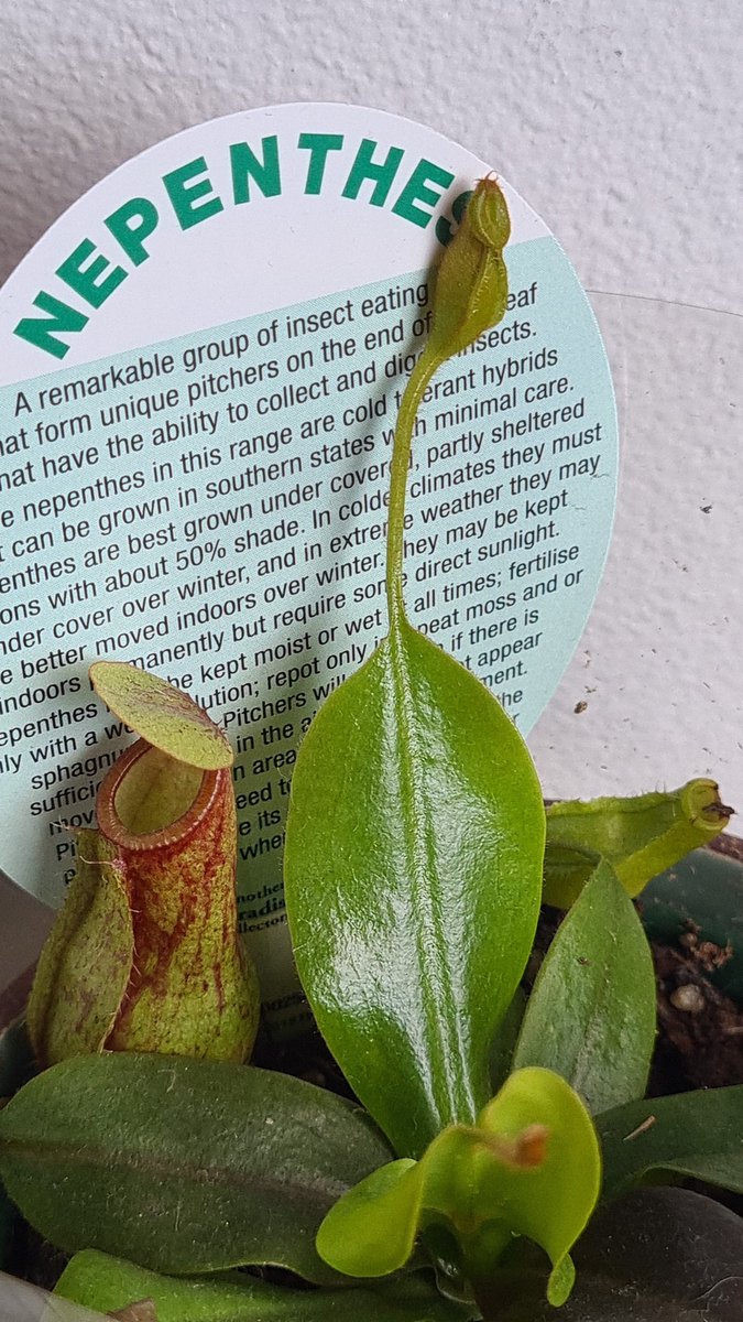 Oliver Kelly tweet media