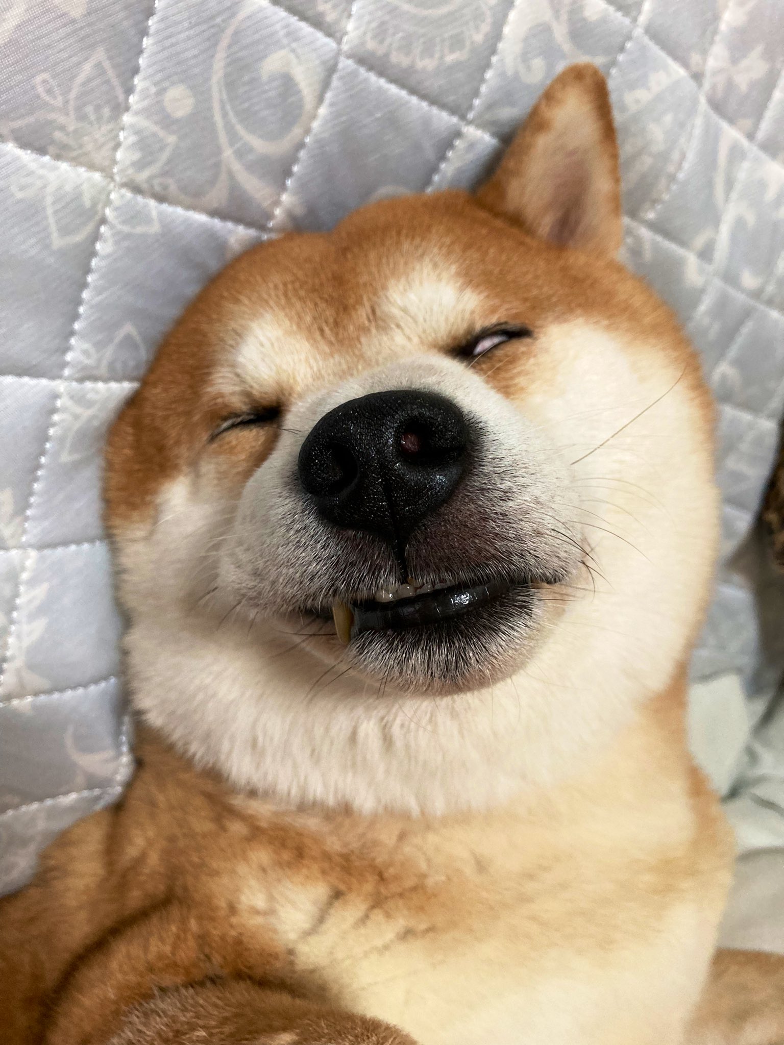 柴犬 秋田犬 はちモナじんくんとポン吉 Hachimonajin Twitter