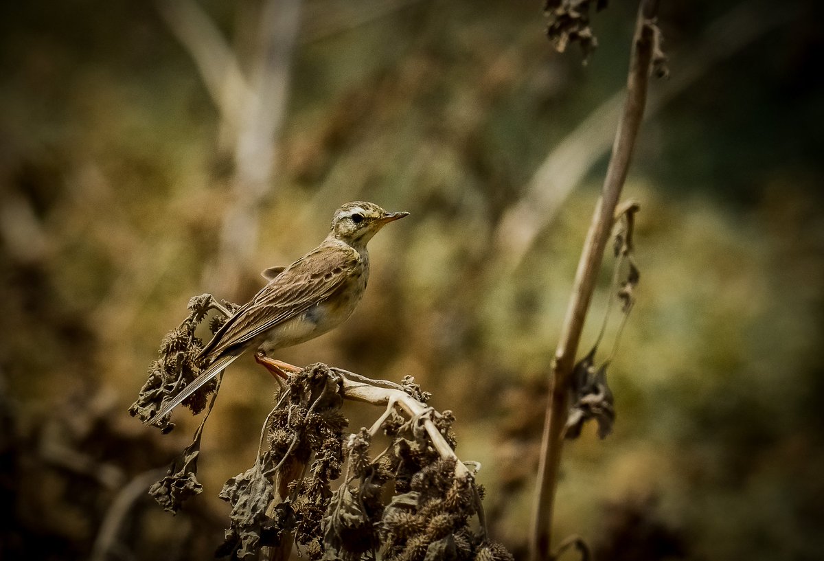 Paddyfield pipit
.
.
Malir
July 2021
#Nikon #nikonwildlife #natgeo #natgeowildlife #BeautifulPakistan #paddyfieldpipit #ebird #iwmb #BirdsSeenIn2021 #birdphotography 
@sindhwildlife