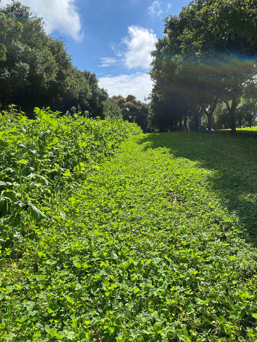 D Rex Harris tweet media