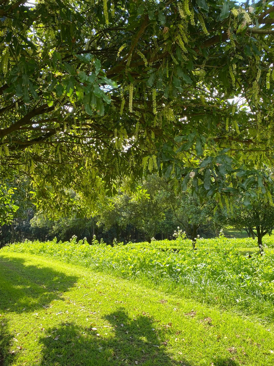 D Rex Harris tweet media