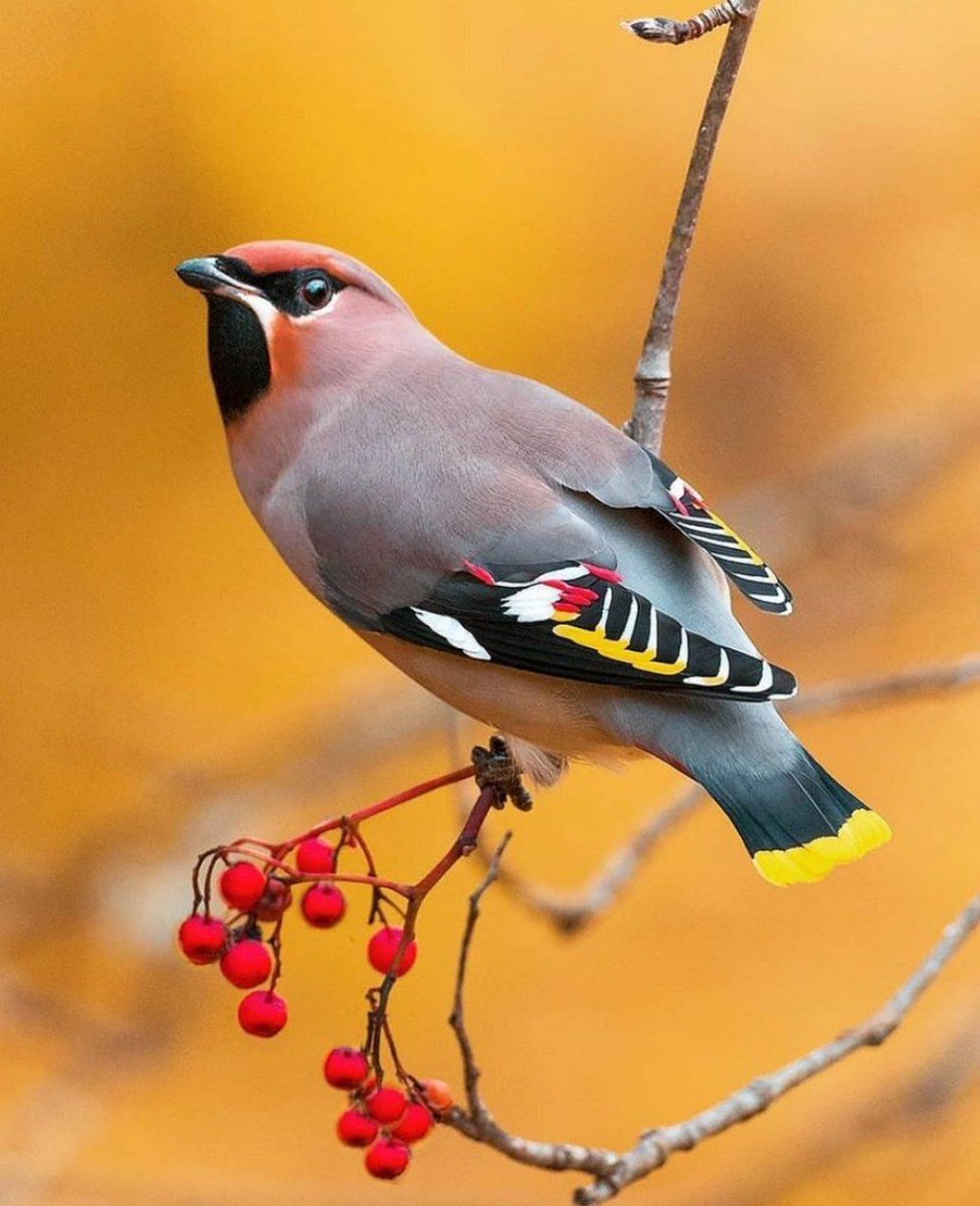 Samanth_2123's tweet photo. "In order to succeed, we must first believe that we can."
#SaturdayThoughts
#nature #bird https://t.co/Xi41rh9iAb