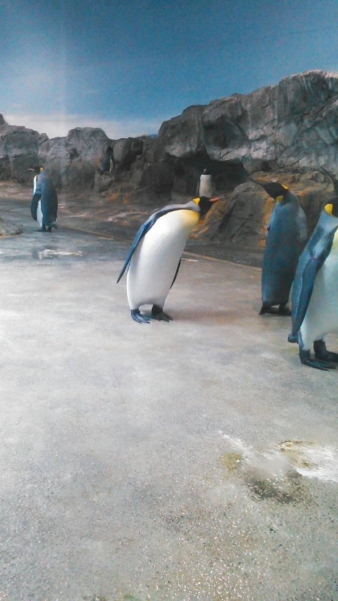 私的水族館ランク分けが興味深い S ここのために行く価値がある A 旅行の目玉になる B 展示が面白いので寄りたい C やや物足りない Togetter 私的水族館ランク分けが興味深い S ここのために行く価値がある A 旅行の目玉になる B 展示が面白いので寄りたい C やや物足りない Togetter