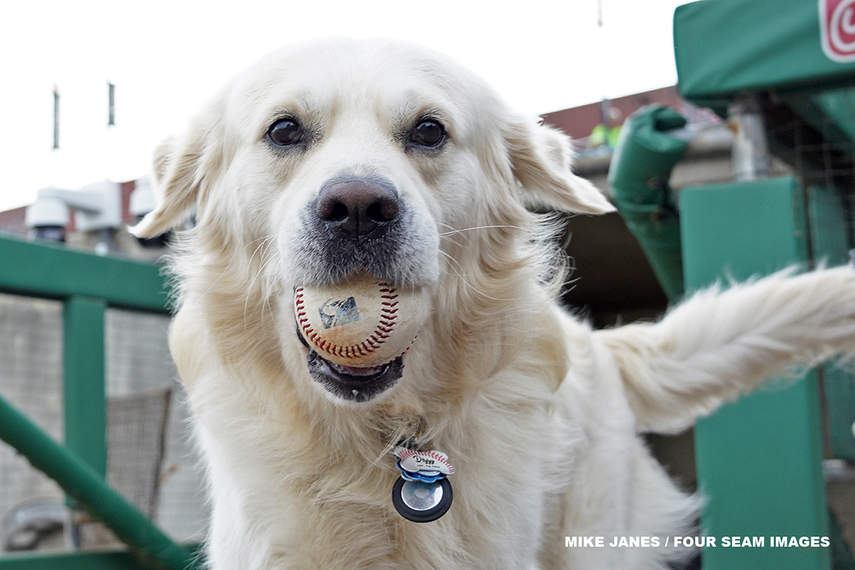 mikejanesphotog's tweet photo. Play ball, game before the game with the @ARTravs 

#DogsOfBaseball #doggo @FourSeamImages https://t.co/5vSIzMRxeh