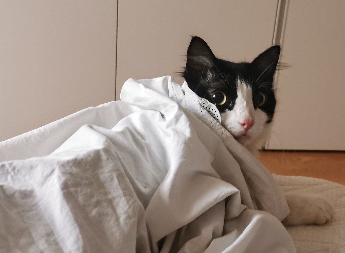 nientologa's tweet photo. Nina non sembra avere caldo. Ora mi copro per capire l'effetto che fa...
#ninamycat #ninamia
#vitadagatti https://t.co/OqHjVZC7Z4