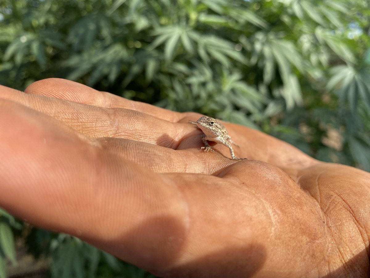 treezonfire707's tweet photo. 🦎 🍁 https://t.co/fCKOgk76sP