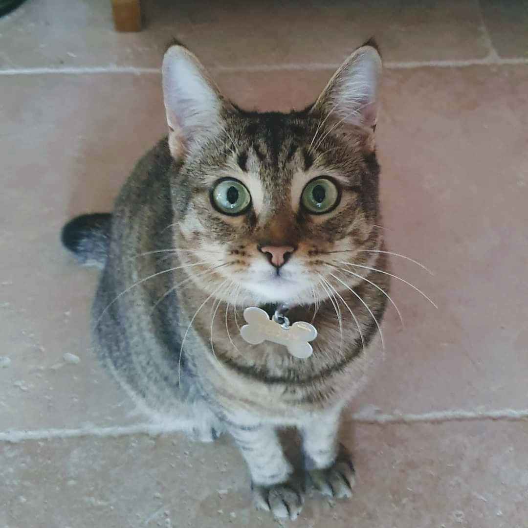themistella's tweet photo. CAUCHEMAR avec @AirFranceUS 🤬 Retrouvez 🐈 Teddy, chatte perdue par @AirFranceFR sur un vol Paris CDG - Los Angeles LAX @flyLAXairport le 29 juillet. Sa maman est désespérée💔 @airfrance @ParisAeroport #OuEstTeddy #LookingForTeddy
#Teddy #CatsOfTwitter
https://t.co/ZbkQvKsHP0 https://t.co/kdikFqy9DJ