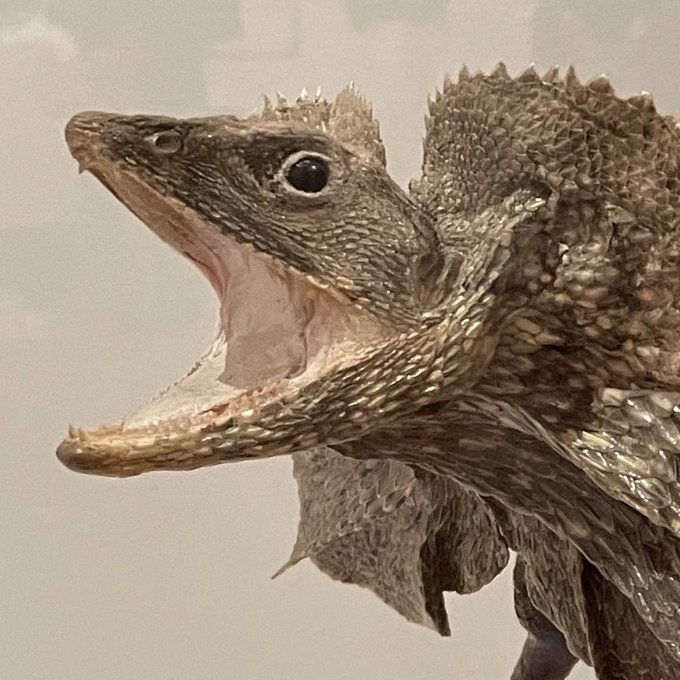 トカゲのtwitterイラスト検索結果 古い順