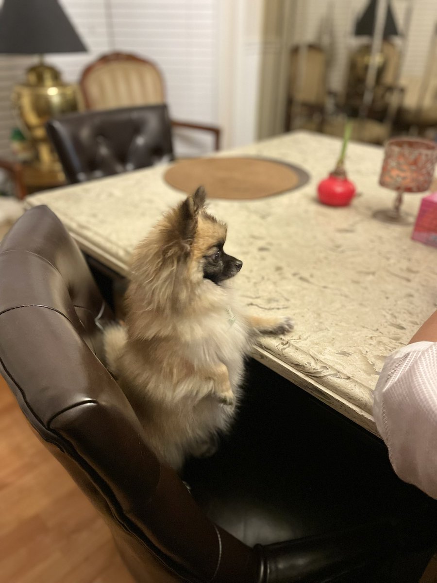 angelbe11a's tweet photo. if ur dog doesn’t await for u to sit at the dinner table like this, why even try? https://t.co/qH6hR0mSUq
