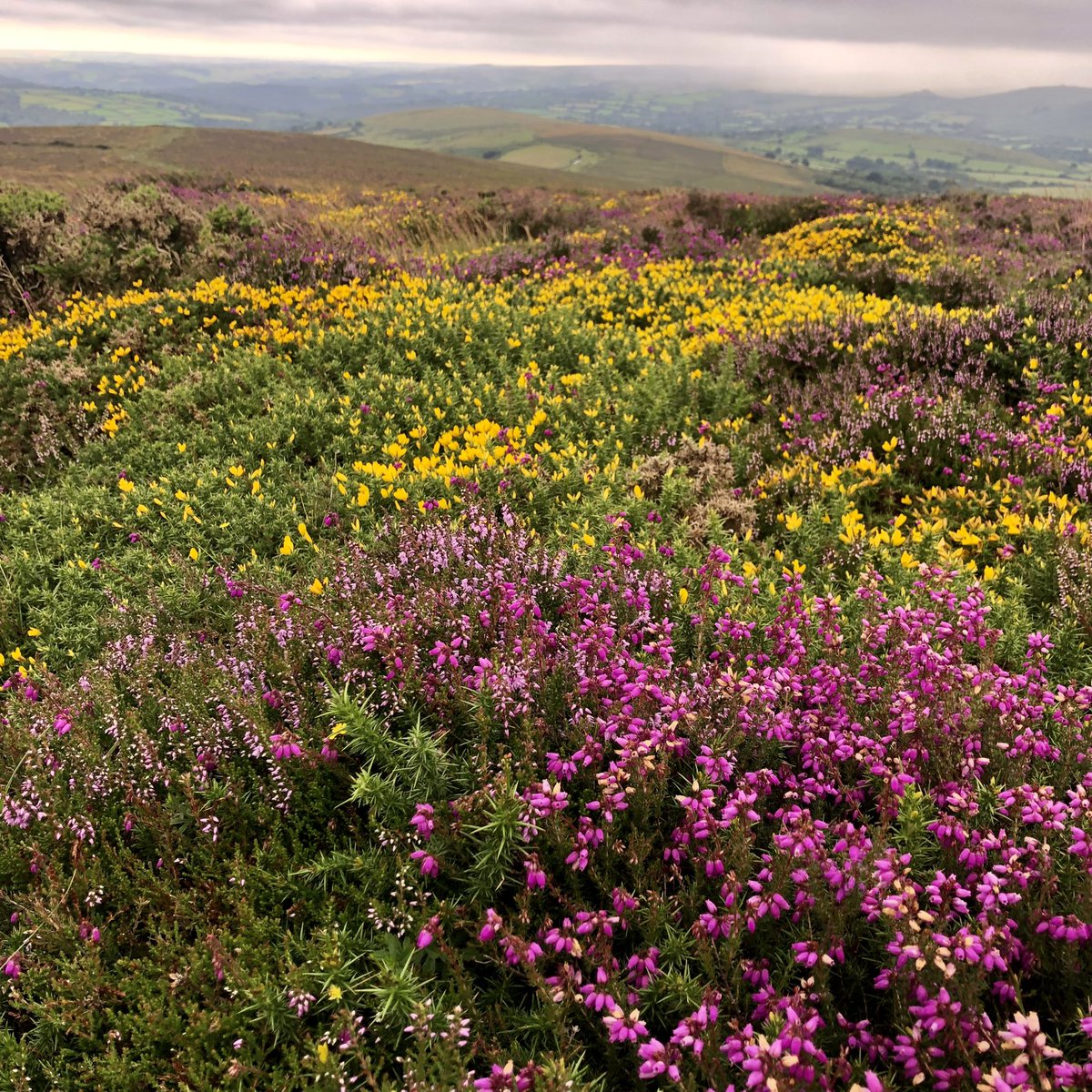DartmoorHidden's tweet photo. What are you going to do with your weekend? The colours on the moor are OUTSTANDING! @VisitDevon @VisitDartmoor @dartmoornpa @DevonHotels @GreatDevonDays @Devon_Events @HolidayDartmoor @Dartmoor_PandM @dartmoormag  #dayhike #wilddining https://t.co/P2tMOOp0YA