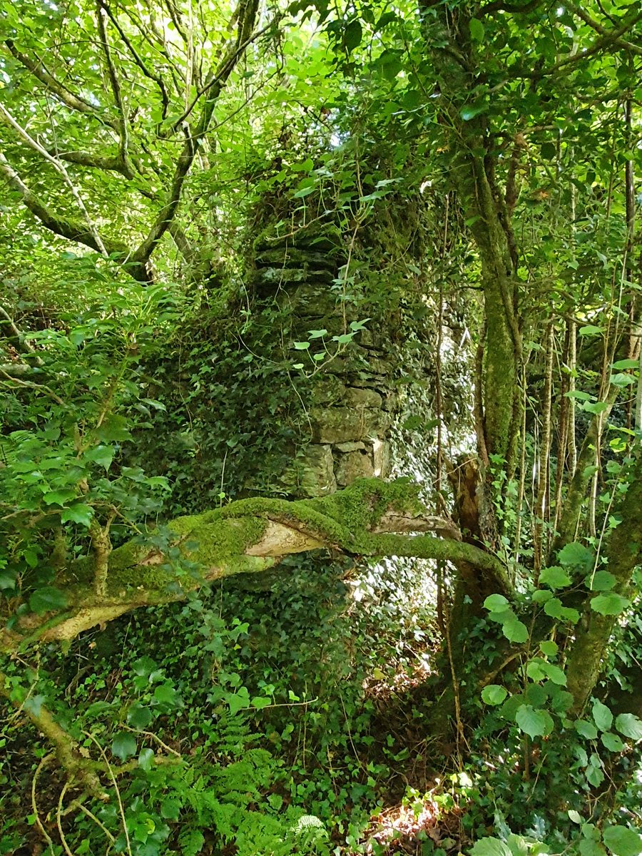 The gable wall of a ruined stone cabin in the woods, very likely left empty by the Great Famine of 1845-52, when the population of this area collapsed by 50-75%.

What memories are held by these moss and fern-covered walls, now immersed in thick rainforest?