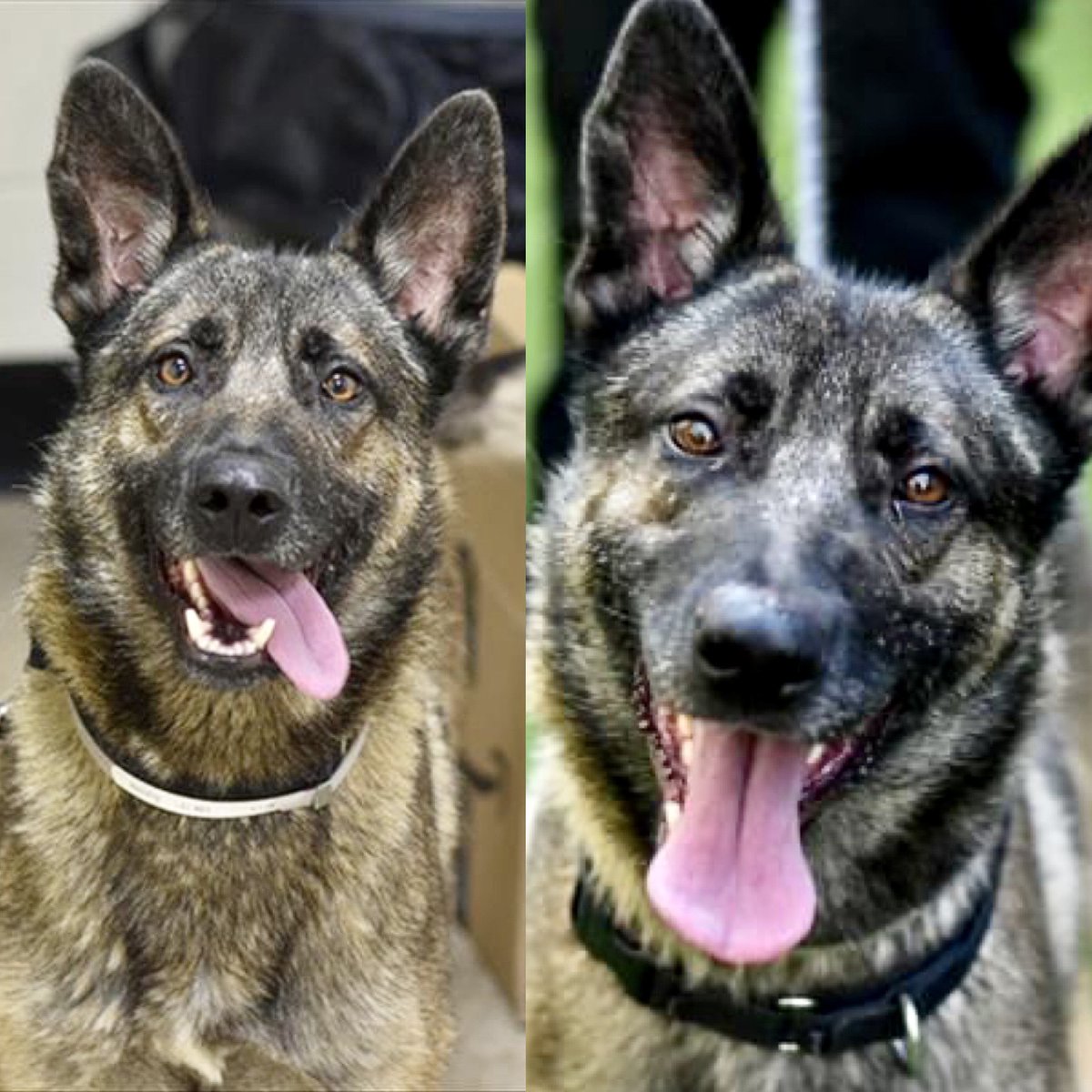 KeithOlbermann's tweet image. BROWNIE #121887 IS FRIENDLY AND ALWAYS EAGER TO SAY HI. THEY’LL MURDER HIM TUESDAY. Just 3 years old, smart and eager to learn, some training to polish his skills will make him perfect. Save him with pledges via @TomJumboGrumbo and PLEASE RT BROWNIE! facebook.com/mldsavingnycdo…