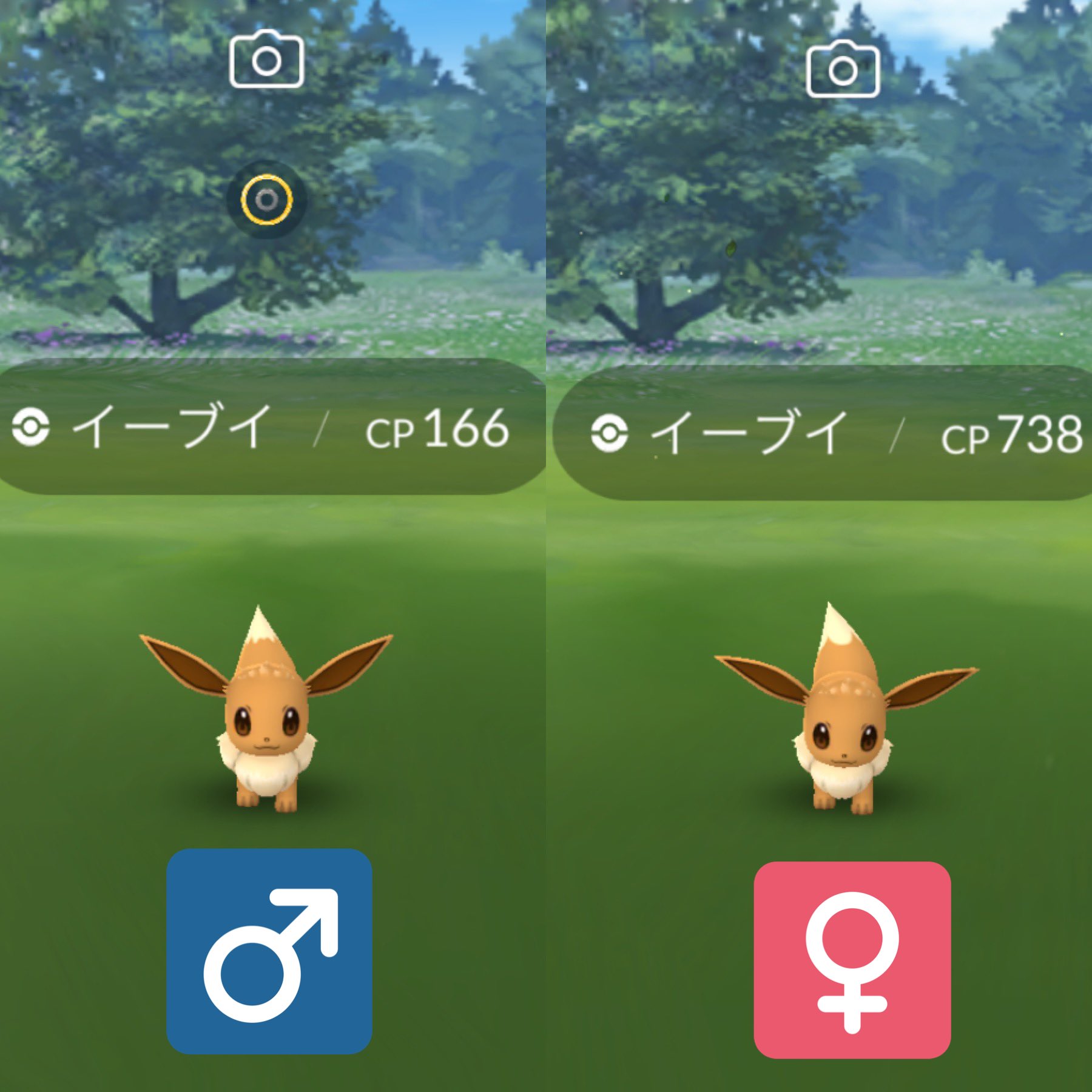 Psyga To 最近ポケモンを始めた方へ イーブイはしっぽの模様で性別の判別が可能 ポケgoに於いても女の子は約12 と出現率低確率なので これを機に女の子に絞った捕獲もアリかと ポケモンgo コミュニティデイ T Co 9nhz2m8sy9 Twitter Psyga To 最近ポケモンを始めた方へ イーブイはしっぽの模様で性別の判別が可能 ポケgoに於いても女の子は約12 と出現率低確率なので これを機に女の子に絞った捕獲もアリかと ポケモンgo コミュニティデイ T Co 9nhz2m8sy9 Twitter