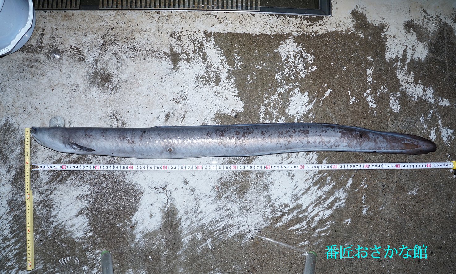 番匠おさかな館 公式アカウント 長年飼育したニホンウナギが8 12日に死亡しました 1年近く餌 を食べず寿命と考えられます 07年10月に地元の方から寄贈して頂き 既に大きかったのですが およそ14年飼育し 死亡時は全長122 5cmで重さは3 9kgありました