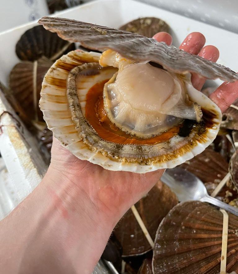 The Scallop Shell on X: Super fresh diver-caught scallops in today! 😍 # scallops #thescallopshell #shellfishsaturday  / X